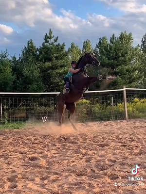 A post by @gingerboots44 on TikTok caption: #fyp #horses #equestrian #equine