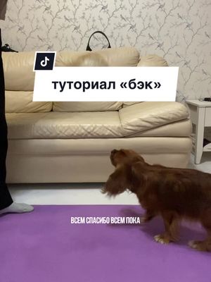 A post by @cavalier_savarin on TikTok caption: #кавалерсаварен #командыдлясобак #кавалеркингчарльзспаниель 