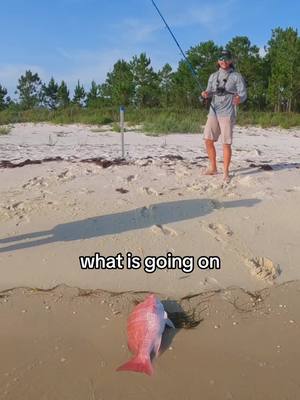 A post by @salt_squatch on TikTok caption: Huge Red Snapper from the beach! #fishingtiktoks #surffishing 