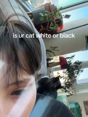 A post by @eshu.chan on TikTok caption: he so agitated n for what #fyp #lgbt #cat #foryou