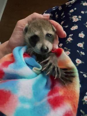 A post by @mytammylife on TikTok caption: This baby is under the care of a licensed Wildlife Rehabilitater. #orphan #wildliferescue #foryou #rescue #viraltiktok #wildlife #raccoon #raccoonsoftiktok 