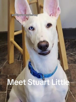 A post by @rekuhrescues on TikTok caption: Everyone meet Stuart Little. 🥹 any breed guesses??  #guessthatbreed #shelterpetsoftiktok #shelterdogs #viraldogs #dogtok #earcheck #cutedogs #adoptme #michigan #fypdogs #fypdogsoftiktok 