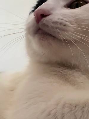 A post by @montofer on TikTok caption: #asmr #cat #catsoftiktok #fyp 