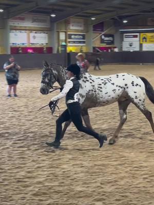 A post by @ktj_equestrian on TikTok caption: Love showing Enzo! He got 2 champions and came reserve supreme at Jhoys!!