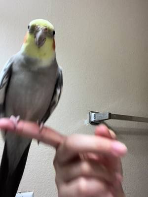 A post by @bigfluffybirdy on TikTok caption: Peekaboo🦜. #peeka #peekaboo #pet #bird #parrot #playing #happy #cockateil  #fyp #foryou #baby #viral 