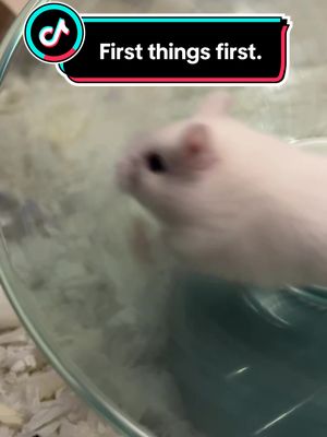 A post by @crack_hamsters on TikTok caption: #hamster #pet #fun #comedy #exercise #kids #family 