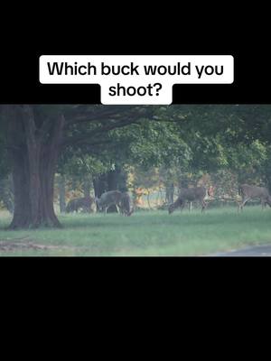 A post by @wilsoncreekoutdoors on TikTok caption: Which one are you shooting? #fypシ #wilsoncreekoutdoors #deer #Outdoors #bowhunting #hunting