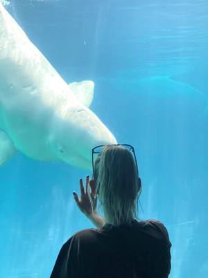 A post by @defnotkendallk on TikTok caption: Spent the day at @SeaWorld San Diego & had such a blast! Klondike the beluga & i are soulmates🥹💗