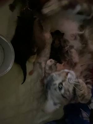 A post by @miss.smoody on TikTok caption: Waiting for One more momma to pop. 6 babies all together. Babies n momma doing great so far.  💙🩷 #fypシ #kittylove