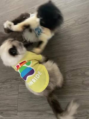 A post by @liseth_leyva on TikTok caption: 🥊🐈Nalah💗 & 🥊🐈‍⬛Sylvester💙  Who wone? / Quien Gano? #catfight #persiancats #flatfacedcat #grumpycat #dollfacecat #dwarfcat #fyp #paratí #explorepage #viralvideo #funny #funnyvideo #gatos #peliandoo