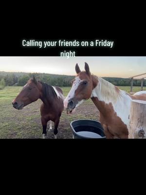 A post by @walkaboutfarm on TikTok caption: #neighing #foryou #horse #paint #AQH  #tempertantrum #karen #haliburtonhighlands #foryoupage #horses #whinny #canada #sunset #dusk