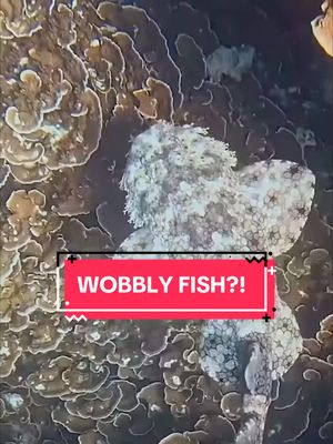 A post by @wouldyou.rather22 on TikTok caption: #facts #asmr #fypシ #fish 