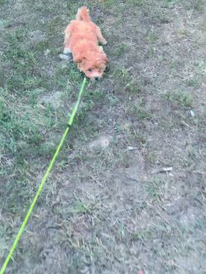 A post by @the_tangled_webs_backup on TikTok caption: Mini Goldendoodle zoomies 🚗 #fyp #foryou #dogsoftiktok #puppy #zoom #zumies #minigoldendoodle #funny #Love #puppyloversoftiktok 