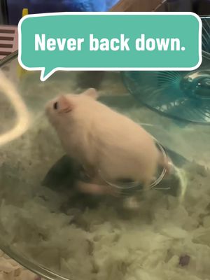 A post by @crack_hamsters on TikTok caption: #rave #hamstergang #hamstersoftiktok #pet #comedy #fun #music #running #effort #victory 