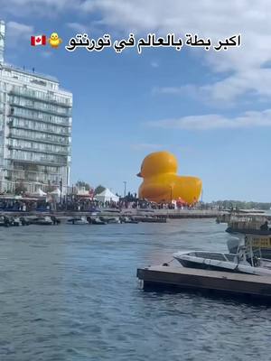 A post by @canada_belarabi on TikTok caption: بطة بالعالم 🐥 في Toronto Waterfront festival  فعاليات مجانية للاطفال 🐥 متواجدة الاحد من الساعة ١٠ صباحاً الى ٦ مساءً 🐥 📍7 Queen Quay East  #giantduck#duck#redpathfestival#waterfrontbia#toronto#ontario#canada#explorecanada#exploreontario #canada_belarabi 