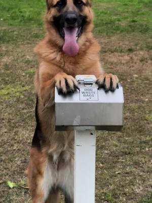 A post by @lucylanethegsd on TikTok caption: When you’re pretty and you know it 😆 #germanshepherd 