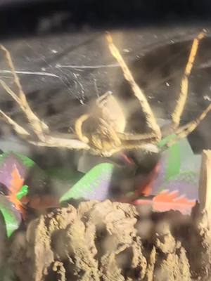 A post by @fanggangviking on TikTok caption: Lichen Huntsman #arachnid #spider #spidersoftiktok #huntsmanspider #arachnidsoftiktok #animals #fanggang #fyp #fypシ #fypage #viral #viralvideo  #screammovie #VozDosCriadores