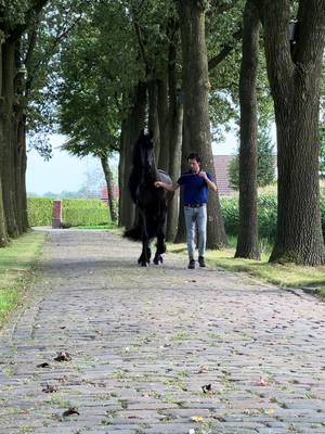 A post by @lv_clydesdale on TikTok caption: New black beauty, meet absolutely amazing KROON mare from Netherland 🇳🇱 #frisian #horsesoftiktok #fyp #horsetok 