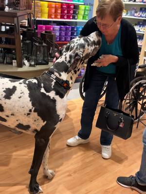 A post by @titan.and.his.dads on TikTok caption: We can’t get too far before someone else wants to say “hello,” and we are here for it! 🥰 #GreatDane #DogDads #GiantDogsOfTikTok #GreatDanesOfTikTok #DogDadsOfTikTok #HarlequinGreatDane #DogsInPublic