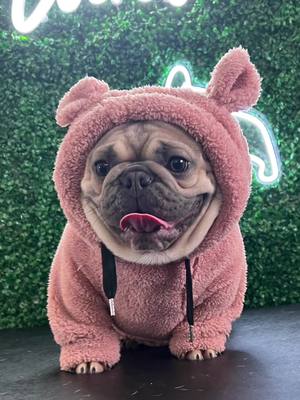 A post by @wwqualityfrenchies on TikTok caption: Sweater Weather #frenchiesoftiktok #sweaterweather