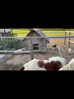 A post by @walkaboutfarm on TikTok caption: Our outdoor rabbit enclosures, all freshened up! #outdoor #rabbit #rabbitsoftiktok #farmlife #foryou #horse #horses #haliburtonhighlands #foryoupage 