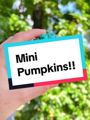 A post by @meandmygrandma09 on TikTok caption: Mini pumpkins are my new fall fav! • They are so cute and go with any fall decor! • Which color combo is your fav? • • • #minipumpkin #crochetersoftiktok #crochetpumpkin