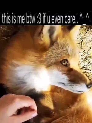 A post by @foxhub30 on TikTok caption: #fyp #fypシ #fypage #fypシ゚viral #fox #foxes #foxesoftiktok #foxtiktok #foxtok #foxtok🦊 #foxlove #foxlover🦊 #foxlovers #animal #animals #animalsoftiktok #cuteanimals #cute #pet #pets #petfox #nature #wilderness #autistic #actuallyautistic #autism #specialinterest 