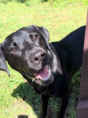 A post by @olivechompz on TikTok caption: 🐊🐊 THROW THE BALL #olivechompz #dogsoftiktok #pettok #pets #labrador #fyp #happydogs #fetch #teeth #gator #foryou 