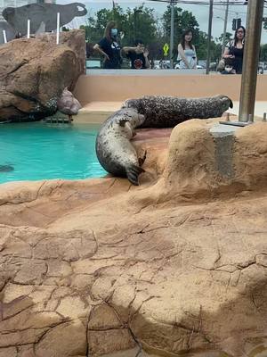 A post by @kmarko22 on TikTok caption: i think this is my favorite video i’ve ever taken #harborseal #seal #animaltrainer #zookeeper #marinemammaltrainer #zoo #aquarium 