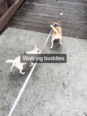 A post by @lucyfur_ocius on TikTok caption: Whatever Lucy sniffs, Cookie goes to sniff it too #dogwalks 