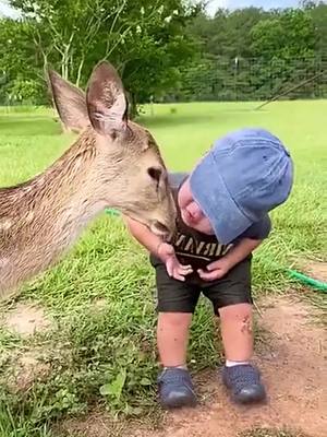 A post by @xinfraredoutdoor_ on TikTok caption: Good morning Baby🥰#goodmorning #babydeer #deer #bambi #moment #sweet #cuteanimals #cute #soul #Love #today #influencer #tiktok #wildlife #wildanimals