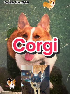 A post by @freddiecorgi1 on TikTok caption: #Tricolorcorgi #fyp#tricolor #corgi #corgipuppy #puppy #corgilife  #for you#corgisoftiktok #dog #dogs #dogsoftiktok #puppylife #cutedog #cutecorgi #pet #pets #corgilove #cutecorgi #PetsOfTikTok #corgidog #corgiplay #corgination #tricolorpuppy #pembrokewelshcorgi