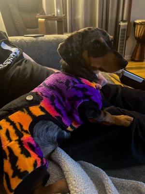 A post by @keishluvdafurbabies on TikTok caption: #daschund