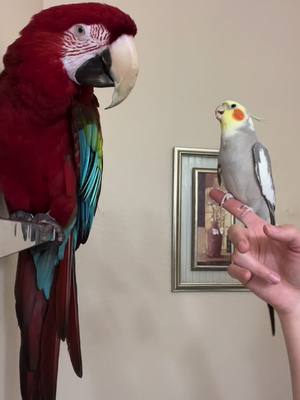 A post by @bigfluffybirdy on TikTok caption: Not in the mood for peekaboo🦜. #play #pet #bird #parrot #macaw #peekaboo #fyp #foryou 