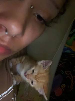 A post by @badgirlloo on TikTok caption: kirby is indeed a eepy boy #catsoftiktok #kittentok #kirbythekitten #eepy #eepycat #fyp 