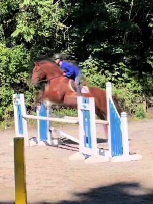 A post by @morganblackaby.eq on TikTok caption: She makes it look so effortless #clover #horses #equestrian #newyork #tatrafarm