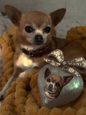 A post by @septemberscottie on TikTok caption: Little cutie! With her pet portrait bauble ✨🐾 available to purchase now link in bio #fypシ゚viral #doglover #petparent #dogsofttiktok #petportraitartist #fypシ #trending #chihuahua