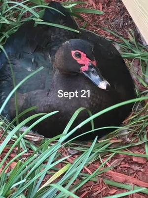 A post by @pinkfuschia1 on TikTok caption: #muscovyducksoftiktok #ducklings #GA