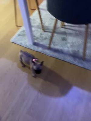 A post by @justine_p29 on TikTok caption: 1er soir quand elle est arrivée à la maison 🥹 le temps passe si vite #frenchbulldog #bouledoguefrancais #bouledogue #chien #dog #frenchielove #bulldog #bouledoguefrancaischiot #chiot #doglover