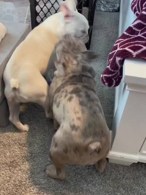 A post by @french.vanilla.ella on TikTok caption: Get a frenchie they said. I wouldnt change it for the world ❤️ #frenchvanillaella #cookiesncream #frenchie #frenchies #zoomies #frenchbulldog #sisters #sistersforever #getafrenchietheysaid #crazydogs #crazydog #Love #beatfriends #fyp #fy #foryou #foryoupage #ella 