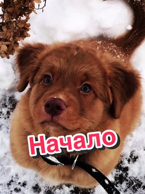 A post by @toller_busta on TikTok caption: Баста для меня не просто собака ❤️‍🩹