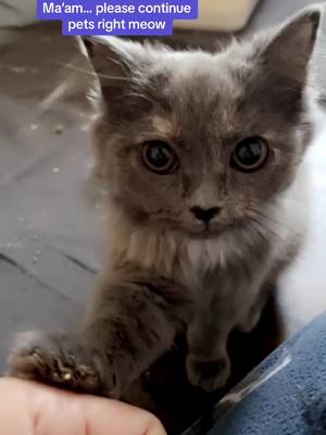 A post by @felinecuterescuer on TikTok caption: Such a polite kitty #meow #fosterkittens #rescue #kitten 