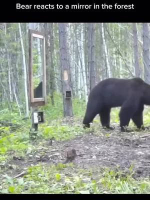 A post by @itsadubvthang on TikTok caption: I see bears don't like mirrors 😅😂🤣 #bears #bearsoftiktok #pissedoff #blackbears #bearcountry #bearhunter 