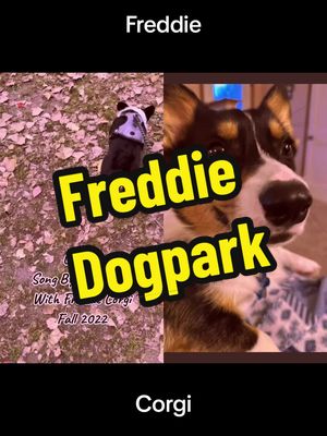 A post by @freddiecorgi1 on TikTok caption: #duet with @Minnesota Frets with Marty #dogpark #Tricolorcorgi #fyp#tricolor #corgi #corgipuppy #puppy #corgilife  #foryou#corgisoftiktok #dog #dogs #dogsoftiktok #puppylife #cutedog #cutecorgi #pet #pets #corgilove #cutecorgi #PetsOfTikTok #corgidog #corgiplay #corgination #tricolorpuppy #pembrokewelshcorgi