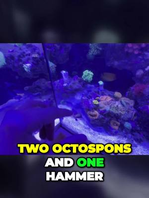 A post by @jedsfish on TikTok caption: Transforming the Lagoon Tank with New Coral and Marine Life!