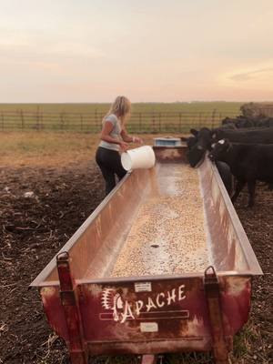 A post by @sophie.gramke8 on TikTok caption: Cows are getting their girl dinner in😋 #fyp #getthisonthefyp #countrylifestyle #countrylife #farm #farmlife