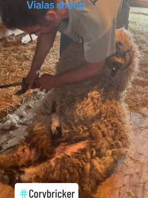 A post by @brandonbuelt on TikTok caption: Shearing pet sheep#coreybricker