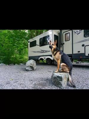 A post by @safetyvest0 on TikTok caption: #rv #rvlife #rvliving #rvlifestyle #rvtiktok #rvtour #dog #liesuretravel #rving #rvingwithdogs #rvingfulltime #dogrv #dogrvlife #kennelclub #koa #camping #campinglife #campingtents #camper #campground #rvdog #rvdogs #rvdogslife #rvdoglife #rvdogsoftiktok #rvdogmom  #campgroundlife #campgrounds #dogkennel #dogcollar #dogcollars #dogleash #dogleashes