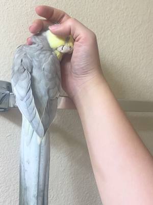 A post by @bigfluffybirdy on TikTok caption: Nap time 😴. #nap #baby #pet #bird #parrot #macaw #cockateil #fyp #foryou 