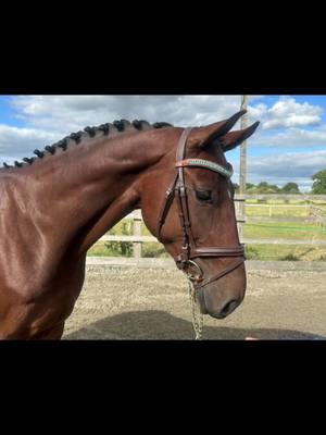 A post by @beckysheridan6 on TikTok caption: Squirm finally got his glow up 🥹🥹🤩 #fellsidehorses #horse #GlowUp #equine #equestrian #horsesoftiktok #showjumper #eventer #dressage #foal #warmblood #horsesontiktok #horsetok